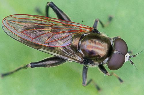 Chalcosyrphus nemorum